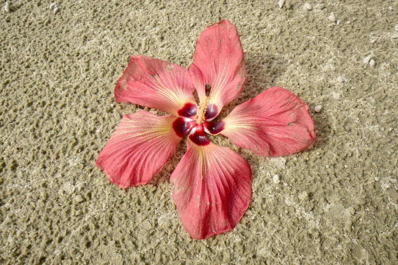 Thornton Beach Bungalows Daintree ケープ・トリビュレーション エクステリア 写真